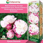 Роза Луиза Багнет (Канадская/Парковая) 1шт (Сиб сад)
