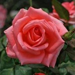 Роза Ноблесс (Чайно-гибридная) 1шт (Сиб сад)