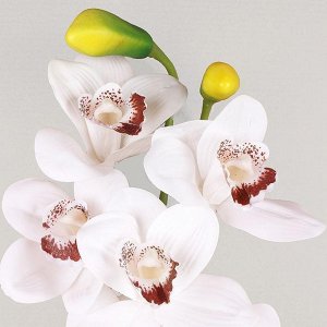 7141/9236-1 Орхидея
