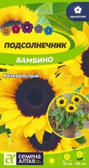 Цветы Подсолнечник Бамбино низкорослый/Сем Алт/цп 0,5 гр. НОВИНКА