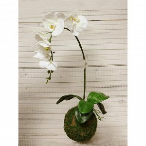 ККД55/216 Кокедама d-15 "Орхидея"белая(латекс)