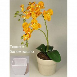ЦК40*2/33 Орхидея Фаленопсис (жёлтая/белая/оранж) ЦК34*2/33