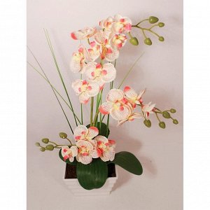ЦК30*3/33 Орхидея Фаленопсис (розовая)