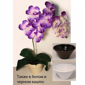 ЦК51/33 Орхидея Фаленопсис (фиолетовая)