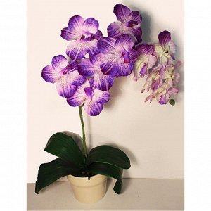 ЦК51/33 Орхидея Фаленопсис (фиолетовая)