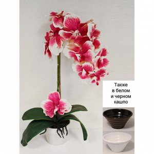 ЦК55/33 Орхидея Фалинопсис (розово-крем)