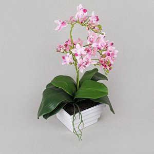 ЦС35/33-2 Орхидея в интер.кашпо d-15см (розов)