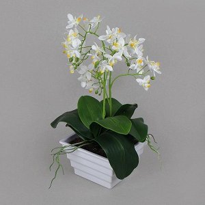 ЦС35/33-1 Орхидея в интер.кашпо d-15см (белая)