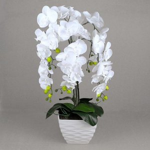 ЦК80*5/33-1 Орхидея Фаленопсис латекс (белая)