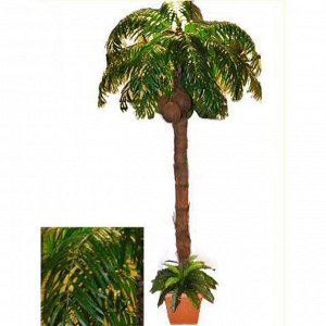 ПК280/136 Пальма кокосовая с плодами 280см