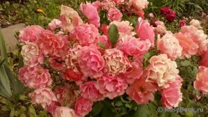 Жан Кокто Флорибунда, 27 лепестков, высота 80-90 см. Цвет меняется от розового до абрикосового, слегка выгорает на солнце до светло розового. Цветки полумахровые, чашевидные или плоские, с волнистыми 
