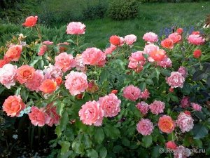 Жан Кокто Флорибунда, 27 лепестков, высота 80-90 см. Цвет меняется от розового до абрикосового, слегка выгорает на солнце до светло розового. Цветки полумахровые, чашевидные или плоские, с волнистыми 