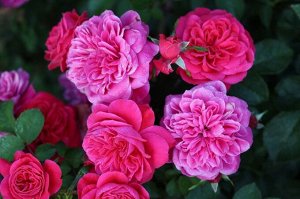Сангриа Meilland

Неприхотливая роза великолепного оттенка фуксии! Цветки густомахровые (100 лепестков), диаметром 8-9 см, собраны в крупные плотные соцветия по 5-10.

 Цветение обильное, непрерывное.