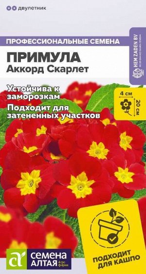 Цветы Примула Аккорд Скарлет/Сем Алт/цп 5 шт двулетник