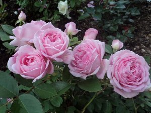 Ламберт Клосс Канадская роза