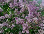 Сирень Венгерская (двухлетки)