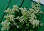Сирень Амурская (двухлетки)