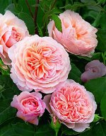 Уильям Моррис (William Morris) Шраб