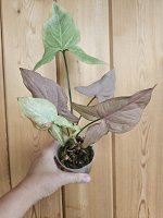 Syngonium podophyllum &#039;Pink Spot&#039;