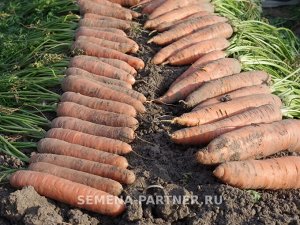 Морковь Страна Чудес F1