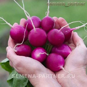 Редис Виолетта