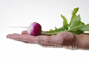Редис Марго