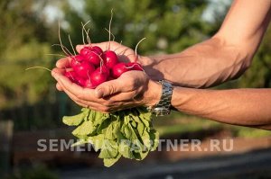 Редис Мечта Алисы F1