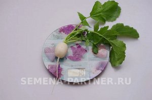 Редис Снежок