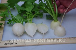 Редис Снежок