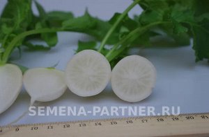 Редис Снежок