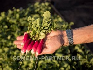 Редис Слава