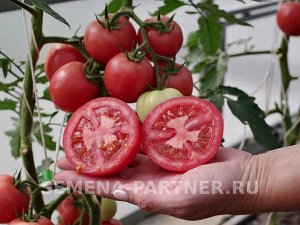 Томат Респект F1 / Гибриды томата с розовыми плодами