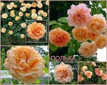 Полька (Polka) Плетистая роза
