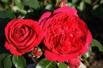 Квадра (Quadra) Канадская роза