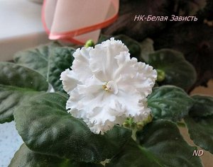 НК  - Белая зависть