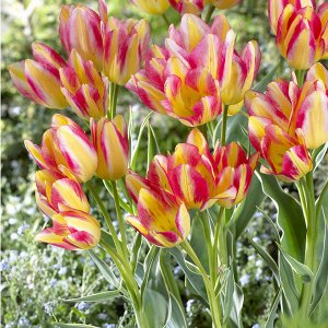 Тюльпан многоцветковый Антуанетта