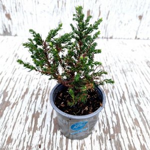 Можжевельник Juniperus comm. RAPANDA