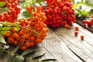 Ягоды сушеные Рябина красная плод, 250 гр