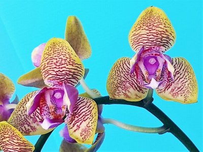 Детки орхидеи фаленопсис в наличии