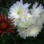 Хризантема
