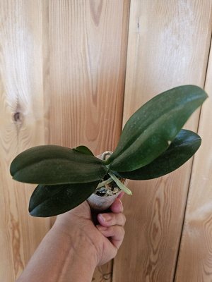 Размер 1,7" Phal. Nobby’s Pumpkin peloric