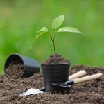✨ Почвы и субстраты: дайте растениям лучший старт