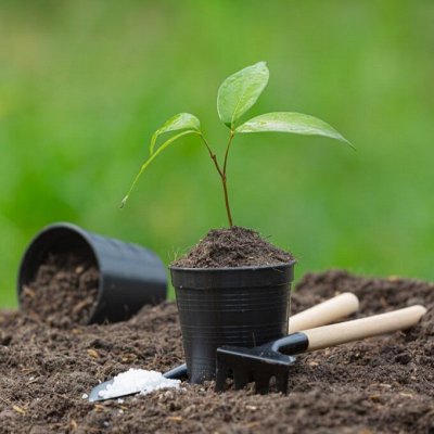 Почвы и субстраты: дайте растениям лучший старт