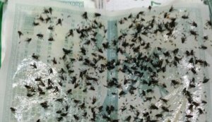 Липкая пленка от мух (1 шт)