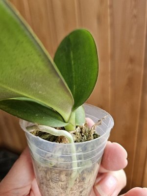 Phal. Pink butterfly
