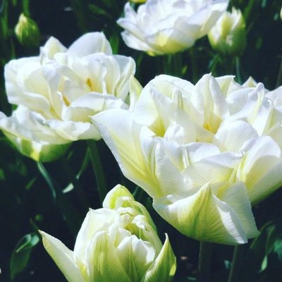 В НАЛИЧИИ Цветы: тюльпан, гиацинт, нарцисс !