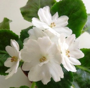 НК-Элизиум Огромные, до 8 см белоснежные ,полумахровые цветы с заострёнными лепестками. Аккуратная, выставочная розетка.