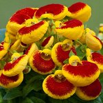 Семена Кальцеолярия Dainty red&amp; yellow