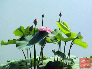 Лотос орехоносный (Nelumbo nucifera)