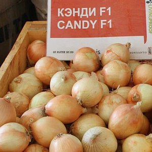 Лук Кэнди Урожай 2022 года. Срок годности семян 3-4 года.
Кэнди F1 - очень ранний желтый лук среднего дня,  85-90 дней  Тип Испанский
Идеален для получения сверхранней продукции рассадным способом. Во
